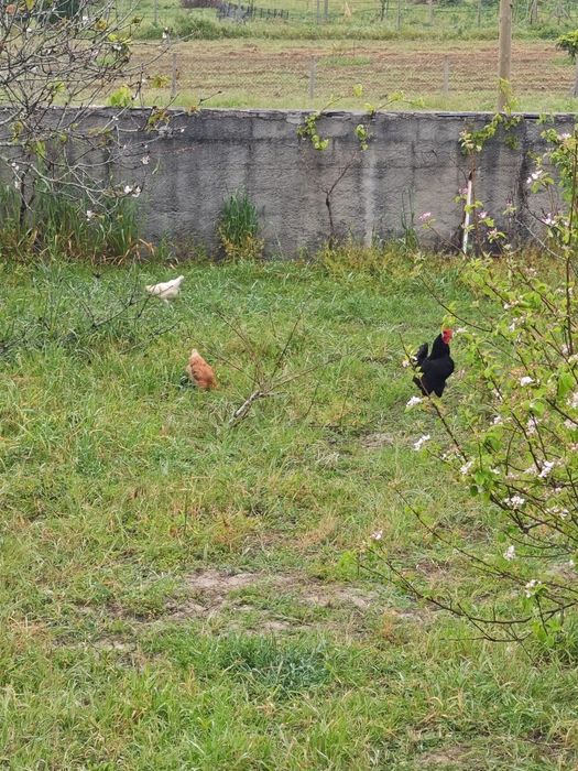 Casal de cabras anãs + oferta de 2 galinhas e um galo
