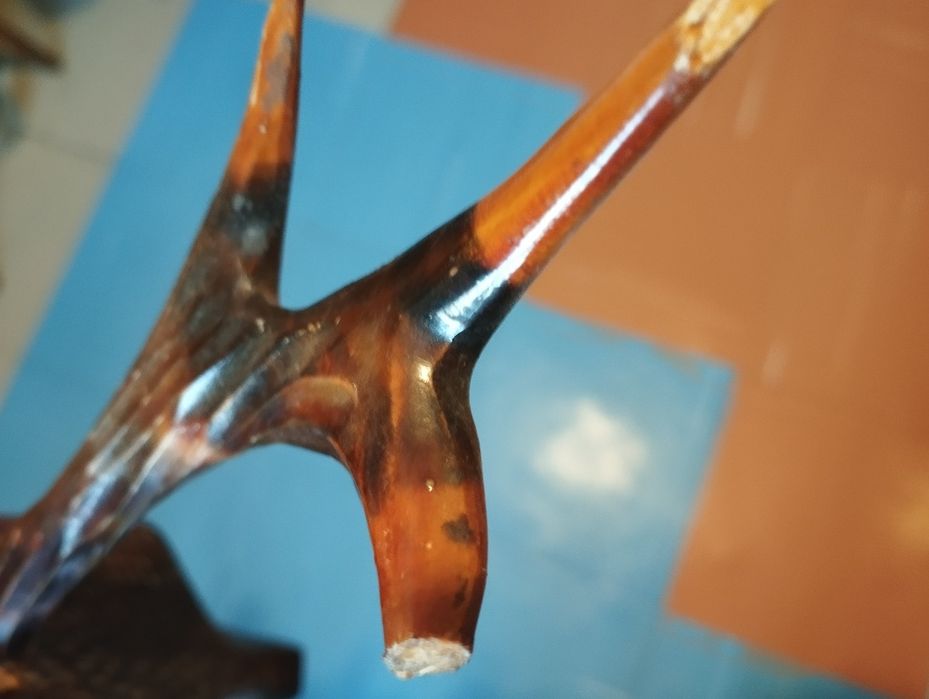 Продам рога Оленя