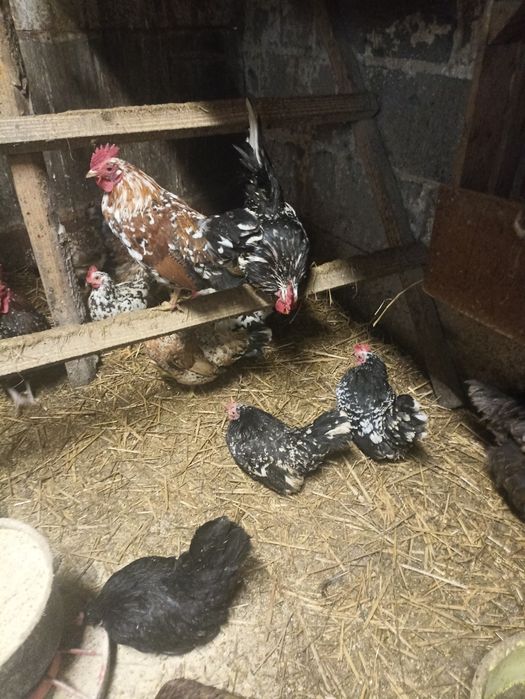 Jaja lęgowe sprzedam