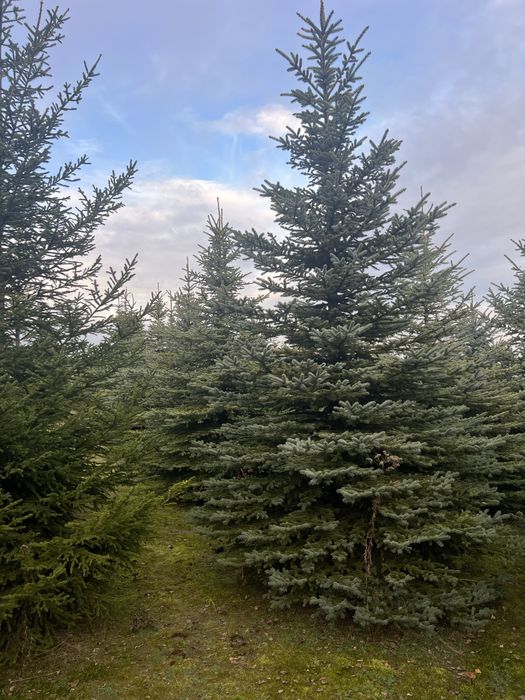 Duze Swierki srebrne choinki wlasna hodowla