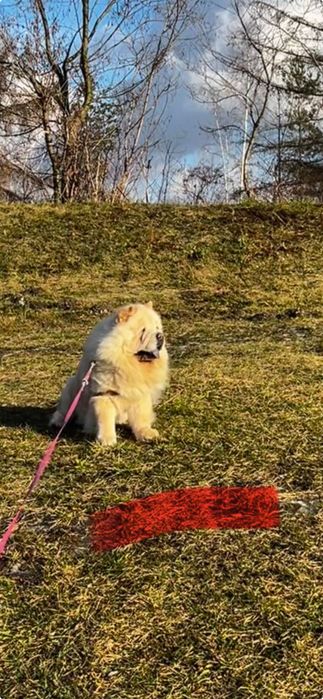 Pies rasy Chow Chow