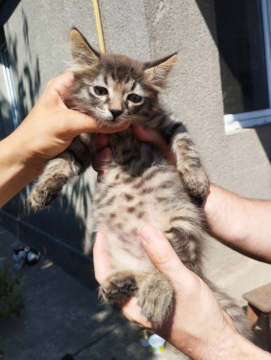 Тигровый котенок бесплатно