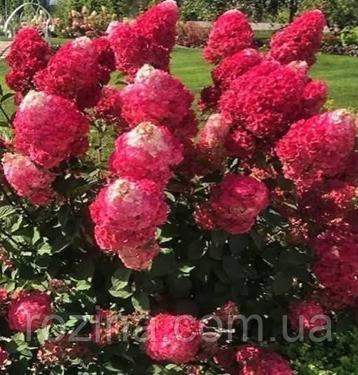 Гортензії волотисті, широколисті.