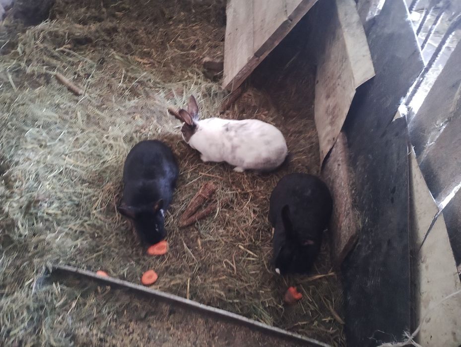 Sprzedam młode króliki