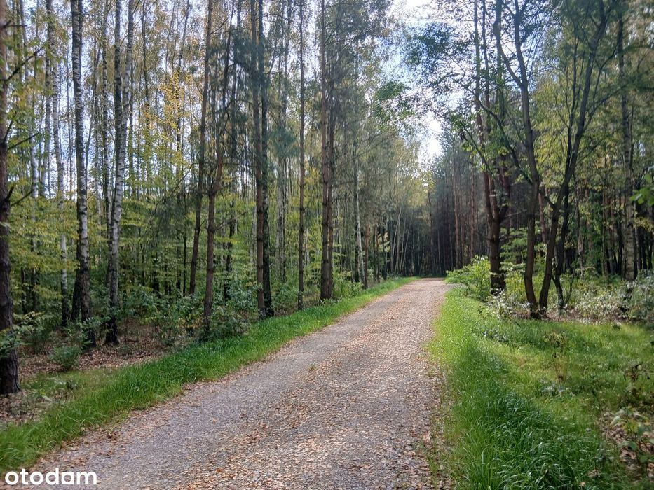 Działka budowlana w lesie (media), blisko PKP, S17, Garwolin, MPZP - Widok 2