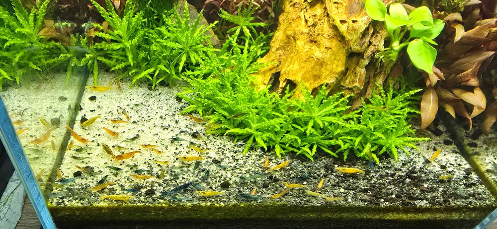 Krewetki NEOCARIDINA - miks kolor