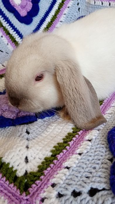 Mini Lop, karzełek  baranek