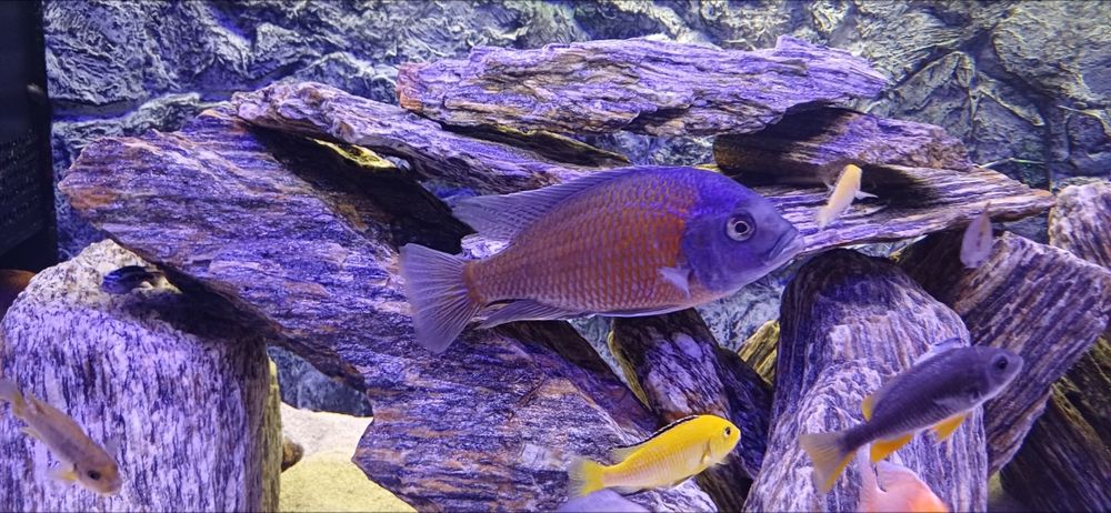 Sprzedam rybki Pyszczaki, różne gatunki