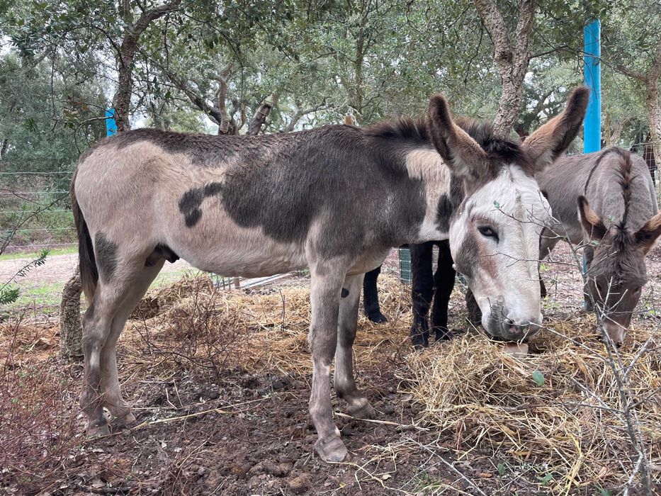 Burro Malhado – Mutação Rara | 7 anos | Ideal para famílias