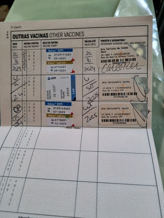 Pastor Alemão  - REX