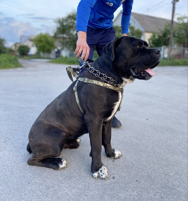 Вʼязка кобеля Кане корсо