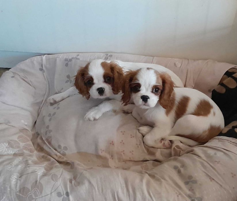 Cavalier King Charles Spaniel ZKwP FCI MILUŚ