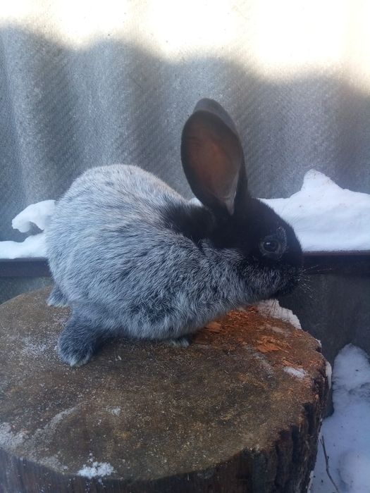 Кролики. Кроли. Крольчата.