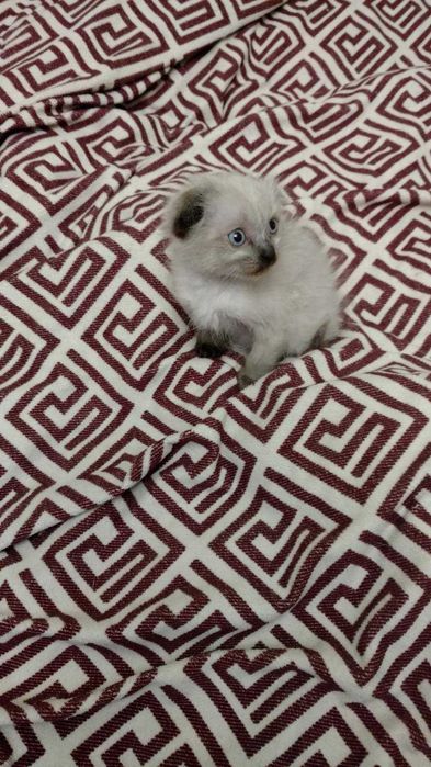 Невский маскарадный котёнок