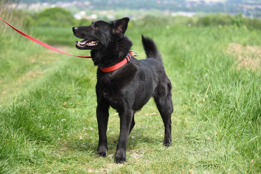 Brus - psiak po przejściach do adopcji