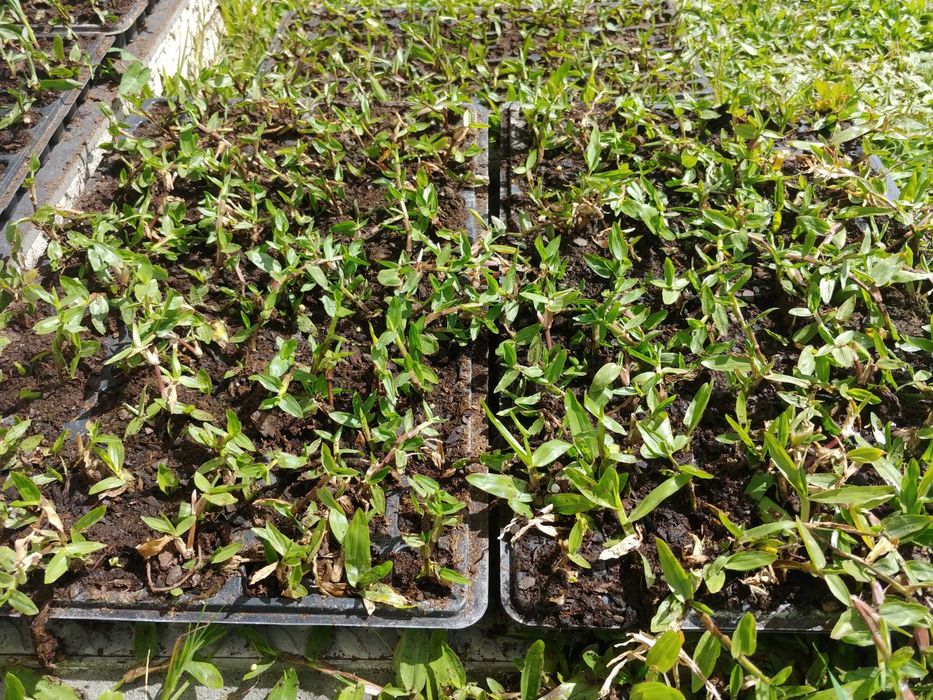 Relva brasileira - Grama São Carlos - 112 pés € 9,90