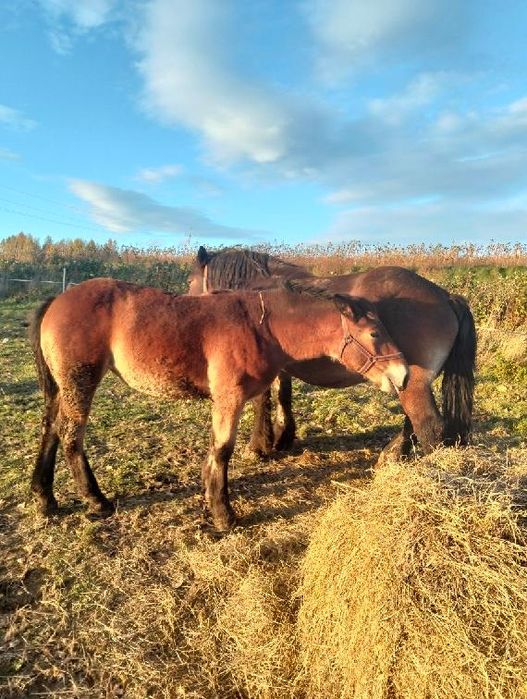 Sprzedam klaczkę PKZ typ sztumski 8 m-c
