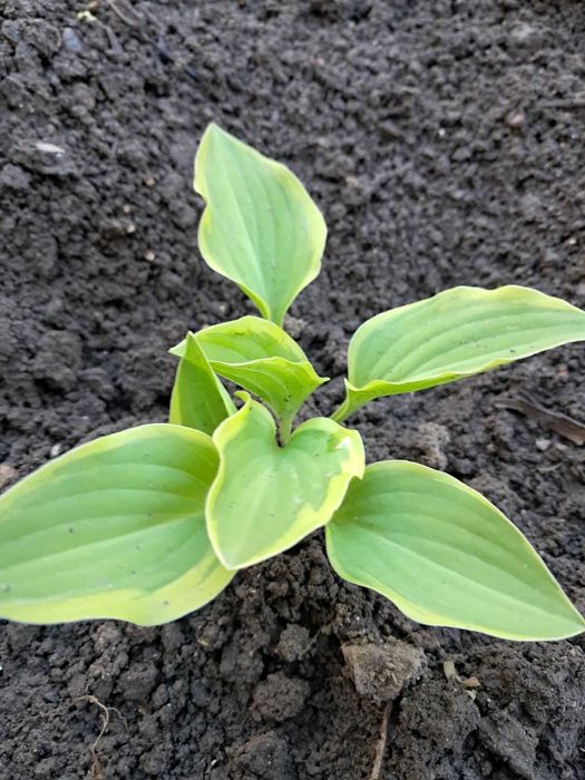Рястка, конвалія лісова та звичайна,папороть,хоста,піони,