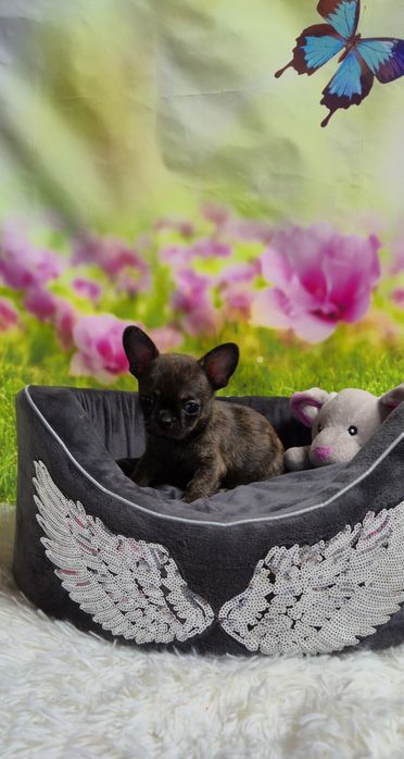 Wyjątkowy chłopczyk Chihuahua – krótkowłosy, pręgowany Brindle