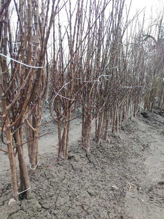 Drzewka Owocowe Szkółka Drzew Producent Hurt Detal