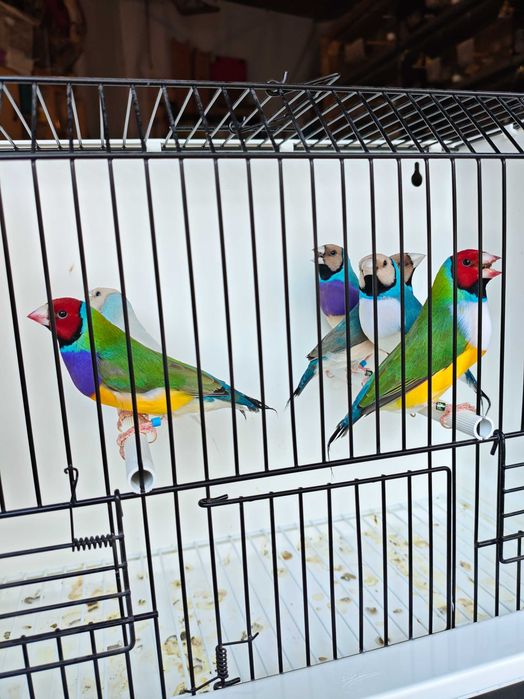 Diamantes de Gould