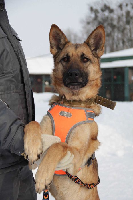 Наташка шукає дім)