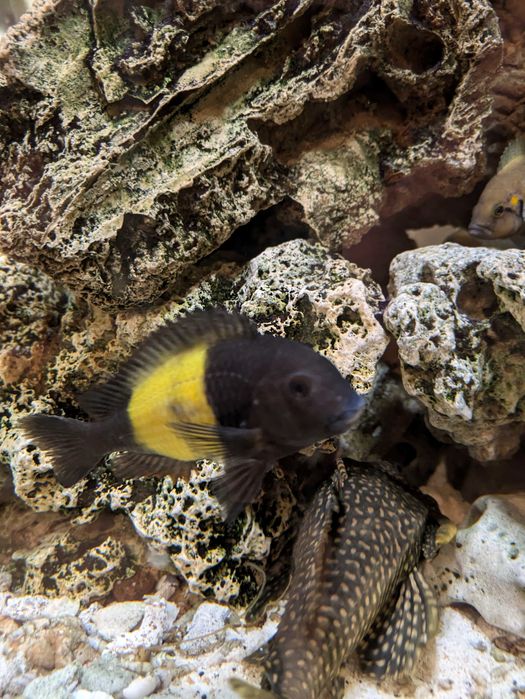tanganika tropheus ikola