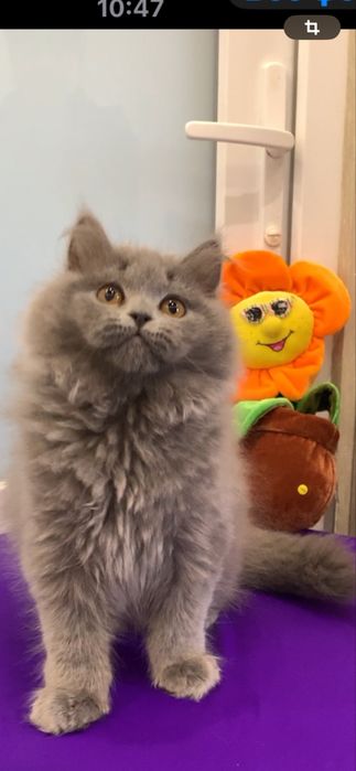 Шикарний дуже лагідний хлопчик !