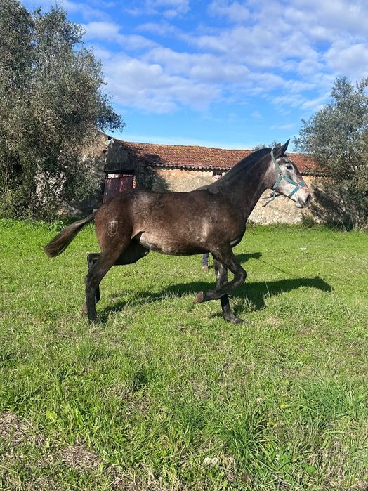 vendo poldra urtiga || PSL