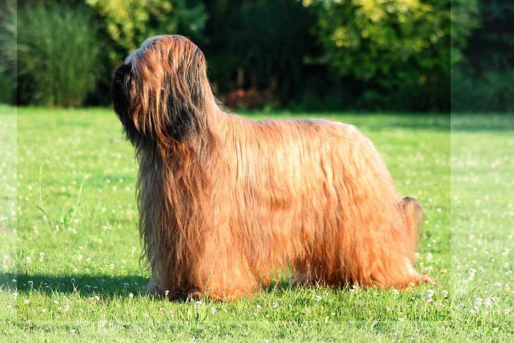 Owczarek francuski briard z Hodowli Roku 2025! czarny piesek