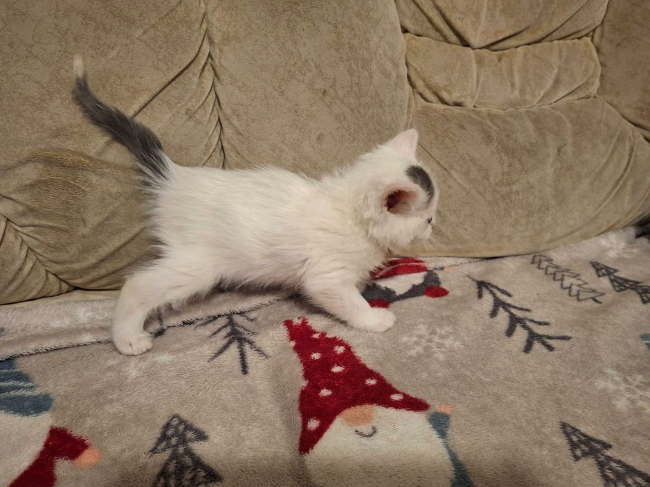 Кошеня, котик, кішечка Первомайськ Миколаївська обл.