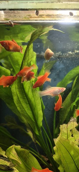 Мечоносець (чорний, рубін)