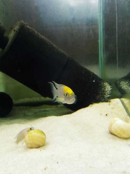 Neolamprologus calliurus Kasanga tanganika
