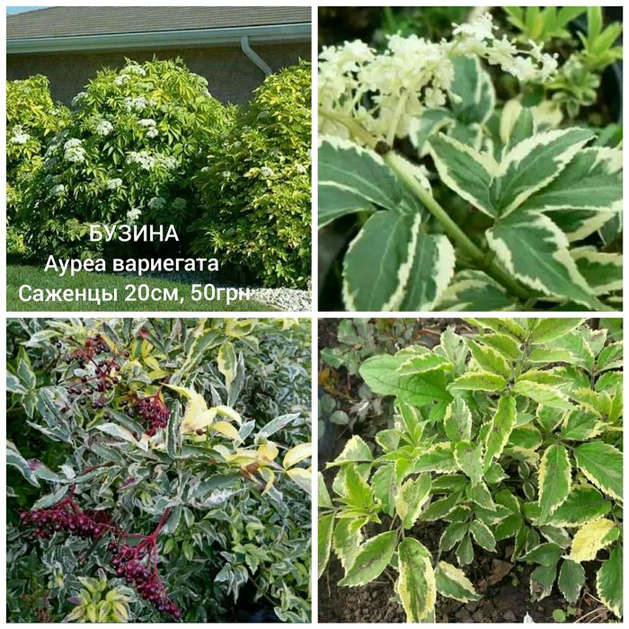 белая древовидная гортензия Анабель юкка глицыния бузина орехокрыльник