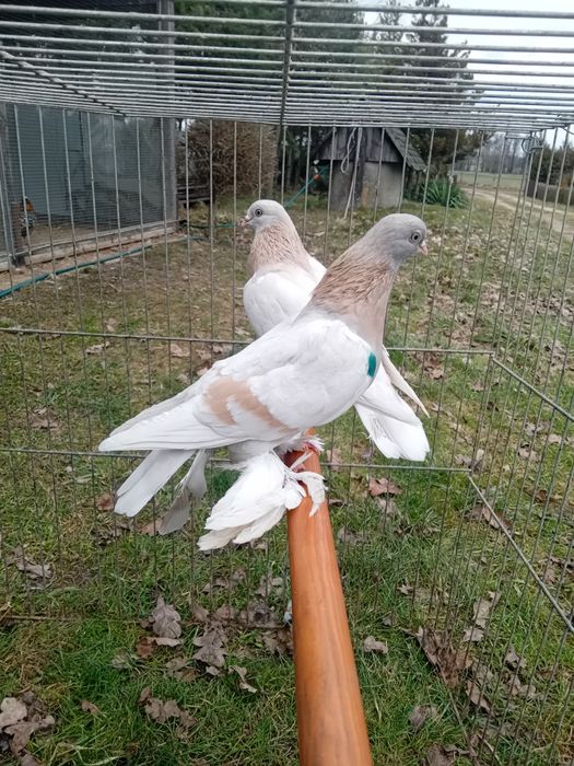 Blauwinder blauwindry gołębie