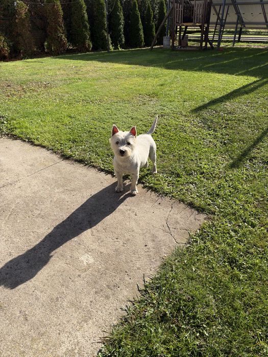 West Highland White Terrier