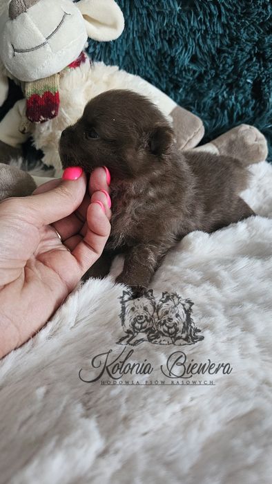 Szpic Miniaturowy/Pomeranian Chocolate/Chocolate &Tan piesek Paszport!