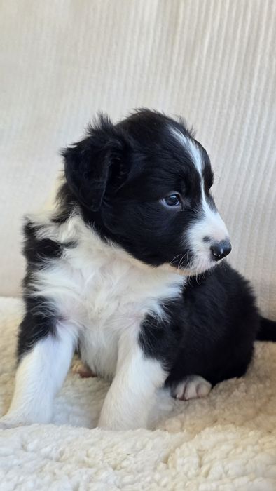 Border Collie Preto e Branco Macho