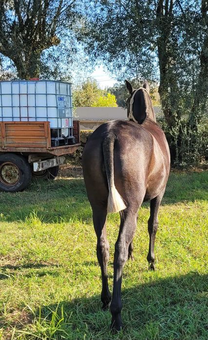 Poldra Puro Sangue Lusitano