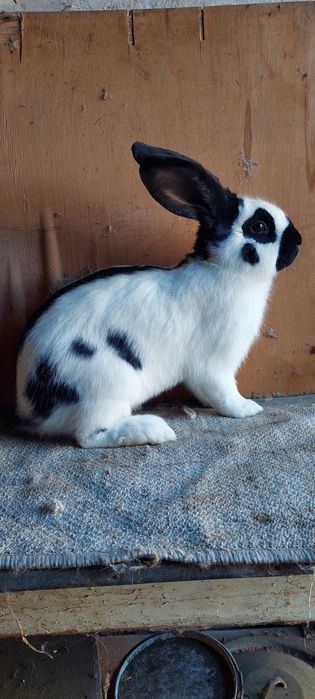 Samiec Srokacz OSC z rodowodem