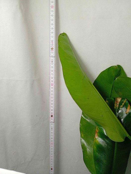 Philodendron martianum W951