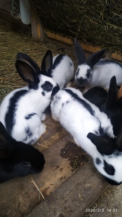 Самці  самки  німецького строкача 2-3 місяці.