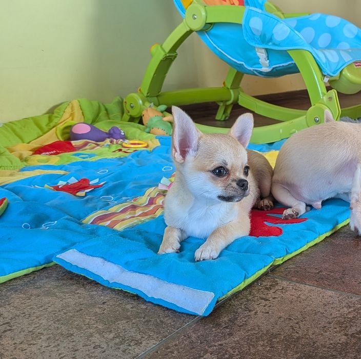Chłopczyk chihuahua  FCI