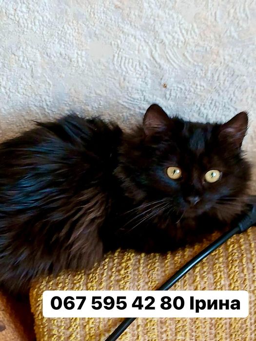 Чорний хлопчик кошенятко БЛЕК в пошуку сім'ї