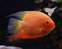 GB Pielęgnica Severum RED