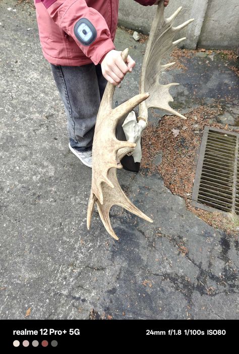 Piękny wieniec łosia