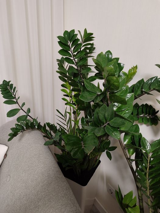 Замиокулькас 1 метр