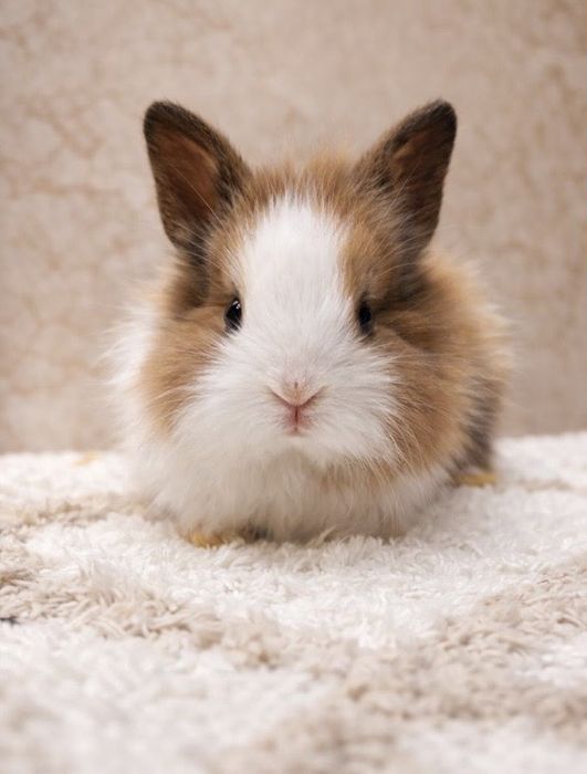 Króliczki karzełeki