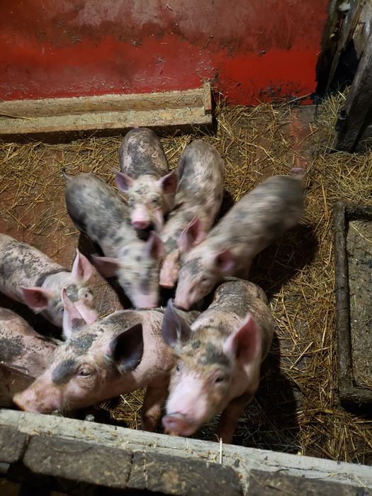 Поросята срочно мясо сальні