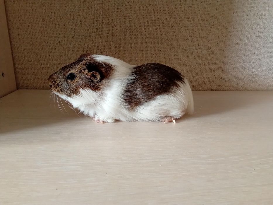 Продам морську свинку разом з кліткою